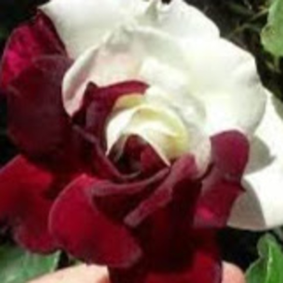 Meet your Posher, Val - Picture 1 of 1